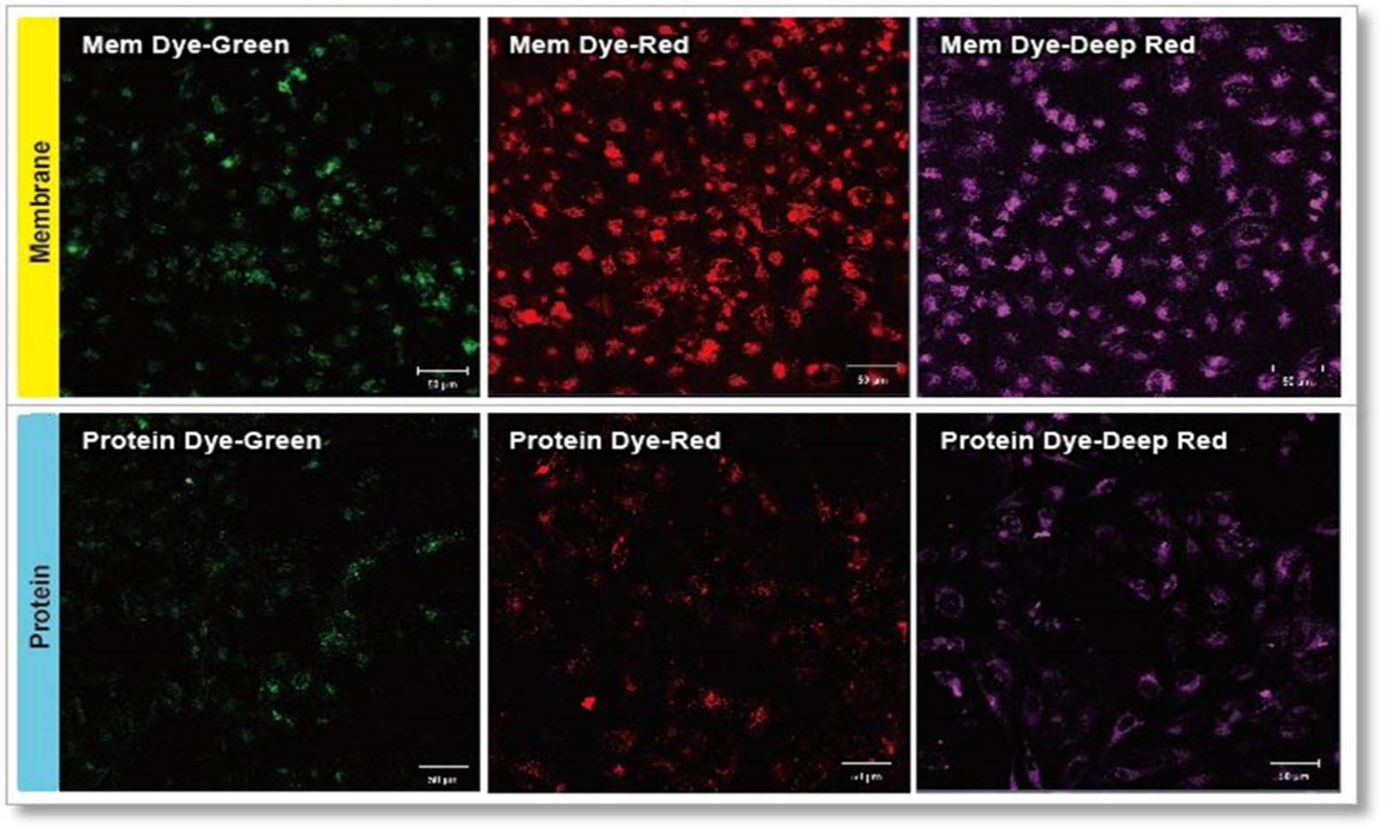 Exosome Membrane Fluorescent Staining ExoSparkler Exosome Membrane