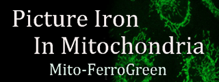 Mito-FerroGreen