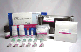 -Nucleostain- DNA Damage Quantification Kit -AP Site Counting-