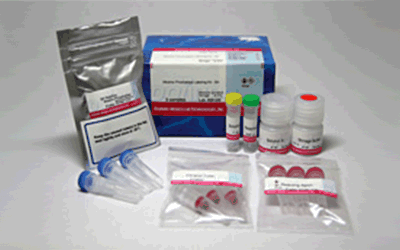 Alkaline Phosphatase Labeling Kit - SH