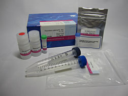 Peroxidase Labeling Kit - NH<sub>2</sub> (for 1mg)