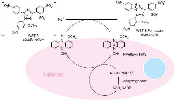 Cell Viability Detection Mechanism with CCK-8