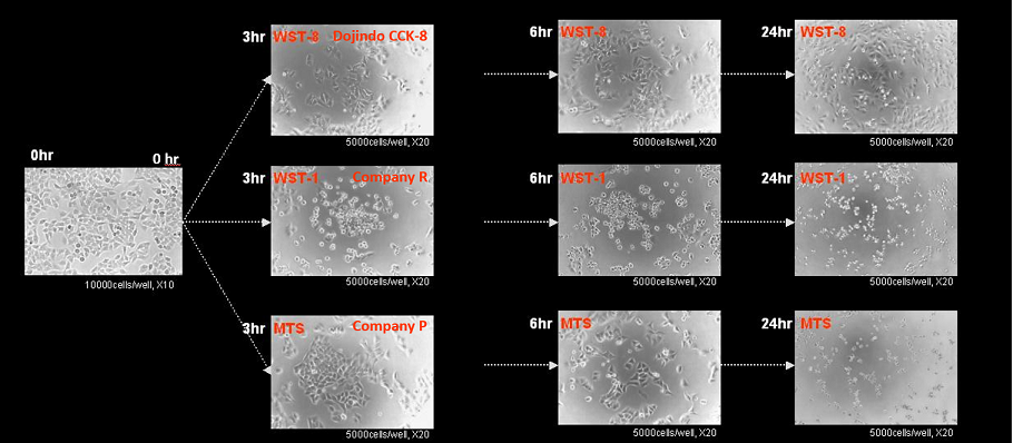 Observation of Cytotoxicity after incubation with each reagent. HeLa cells were incubated with WST-8 (CCK-8), WST-1, or MTS at 24 hours from addition of those reagents.