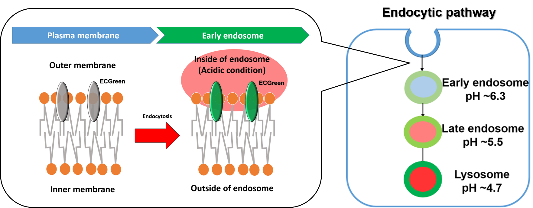 Using the ECGreen allows visualization endocytosis from the stage of early endosomes