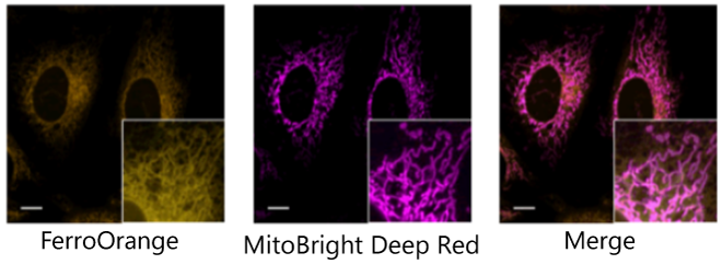 Co-staining with Mitochondrial staining Dye