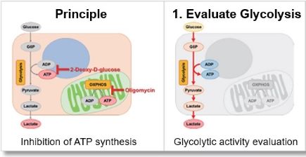 Glycolysis Oxidative Phosphorylation Assay Glycolysis OXPHOS Assay Kit Glycolysis Oxidative Phosphorylation Assay Glycolysis OXPHOS Assay Kit