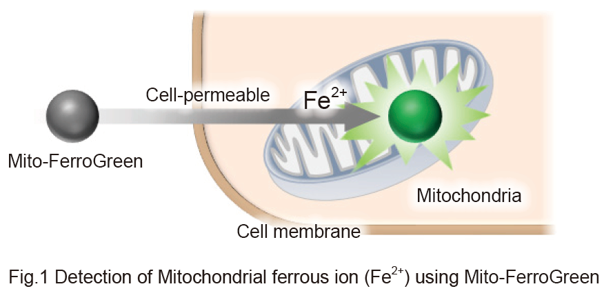 Detection of Mitochondrial Ferrous Ion using Mito-FerroGreen