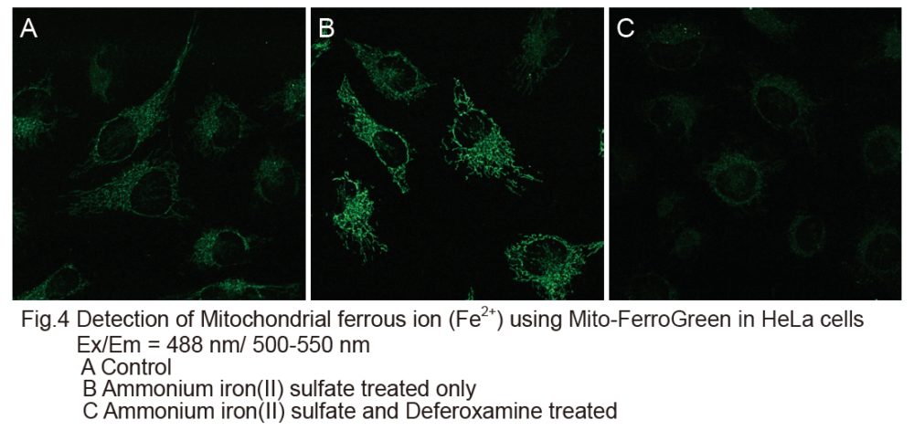 Detection of Mitochondrial ferrous iron using Mito-FerroGreen