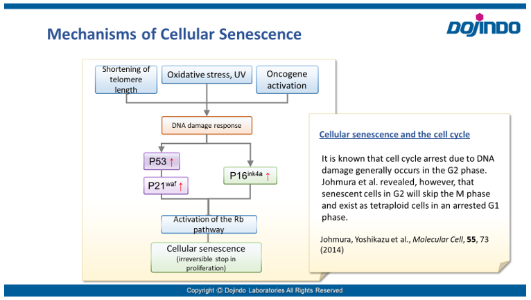 Senescence