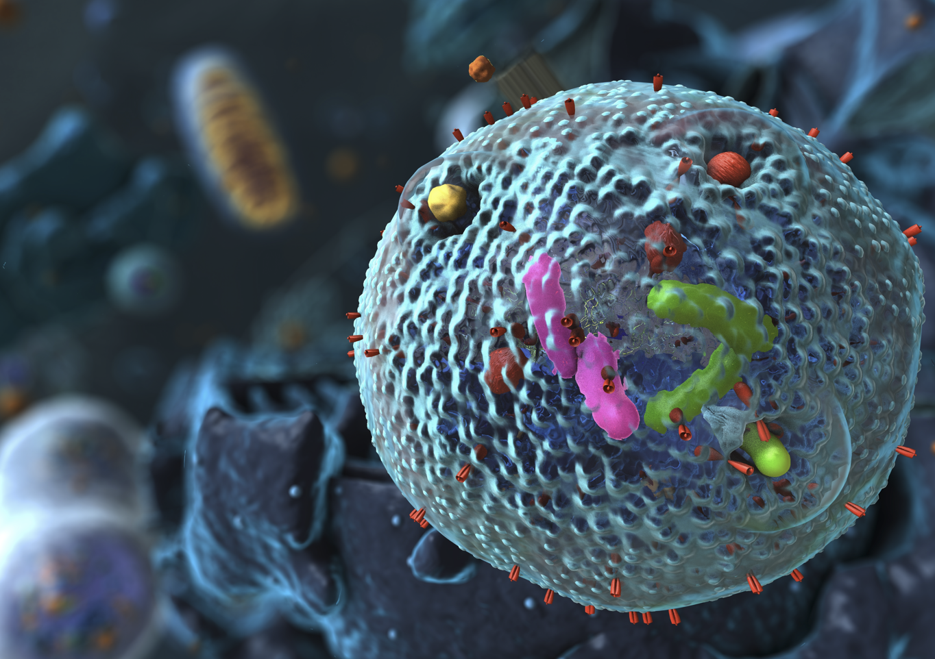 Lysosome