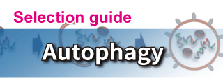 Autophagy