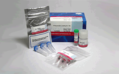 R-Phycoerythrin Labeling Kit - NH<sub>2</sub>