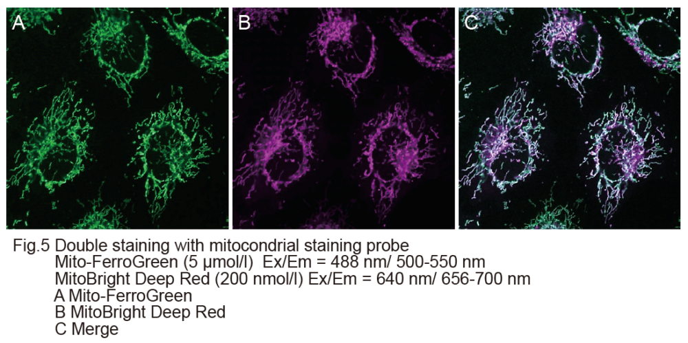 Double staining with mitochondrial staining probe